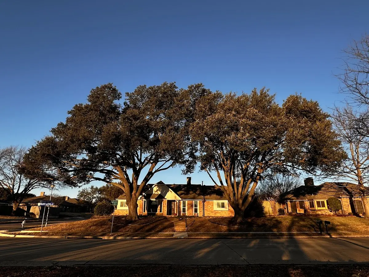 Established residential canopy tree shading a home in Rose Hill